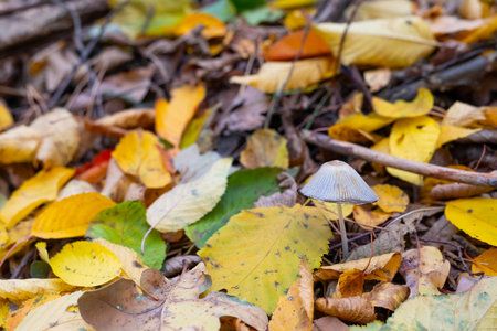 Blurred image of a gray mushroom and bright autumn leaves.の写真素材