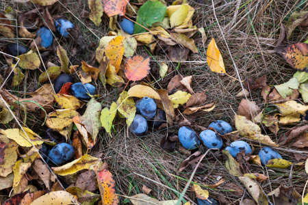 A blurry image of plums, and autumn leaves, dried grass on the ground. Autumn background.の写真素材