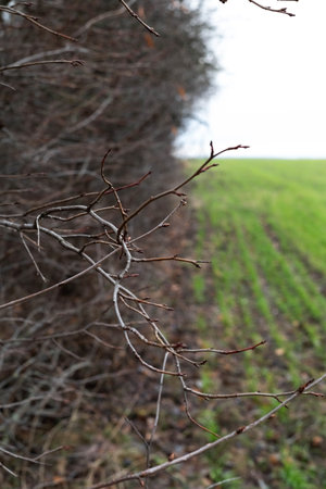 Blurred image of bushes without foliage and part of a field with young wheat. Contrasting natural...