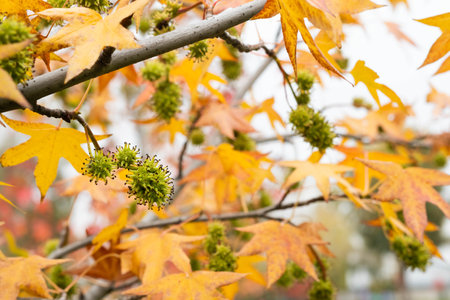 Blurred image of branches with yellowed leaves in a park.の写真素材