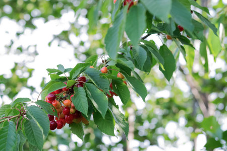 Blurred image of ripe cherries on a branch against the background of foliage. Summer background.の写真素材