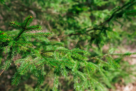 Blurred image of spruce branches in the forest.