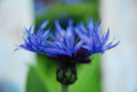 Beautiful cornflower in the garden in summer.の写真素材