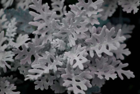 Blooming ornamental plant in the city.の写真素材