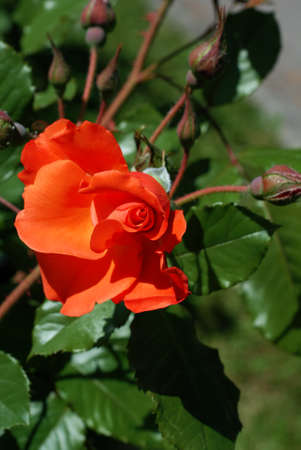 An orange rose half-bloomed. Blooming Rose.の写真素材