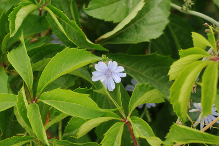 A small blue flower on a background of green leaves. Can be used as backgroundの写真素材