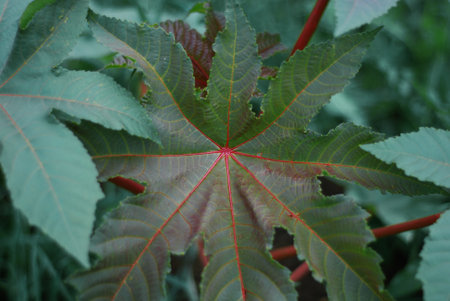 Abstract green leaf texture, nature backgroundの写真素材