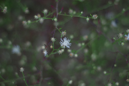 small white flower. floral background