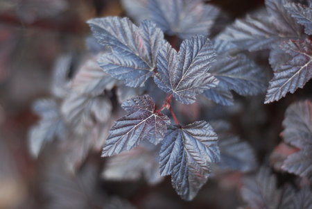 Dark leaves of the bush. Leaves in purple tones. Abstract natural background from leaves for your design.の写真素材