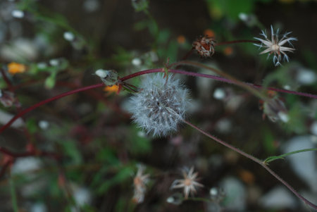 Dandelion background. Soft background and soft focus abstract nature background with dandelionの写真素材