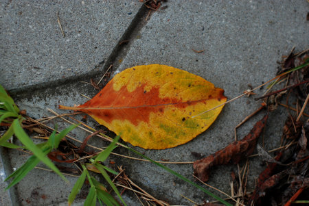 yellow autumn leaf. leaf on stoneの写真素材