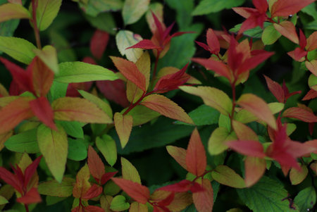 Multi-colored leaves of the bushの写真素材