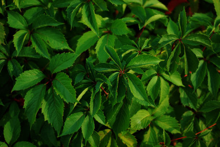 Flowering in the city park. green leaves of the plant.の写真素材