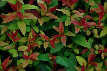 Multi-colored leaves of the bushの写真素材