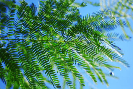 Green leaves of a tree in the rays of light. Leaves on a blue backgroundの写真素材