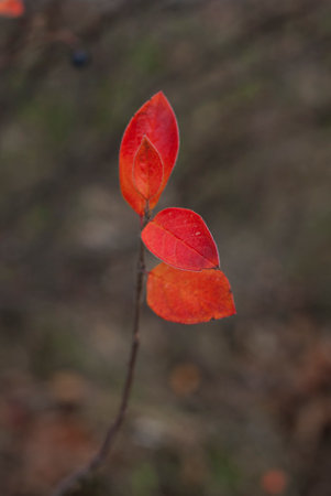 Autumn leaves on a branch in the forest. Shallow depth of field