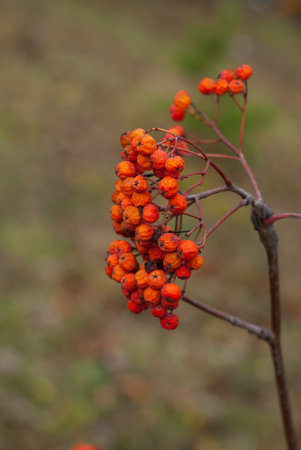 Bunch of rowan berries on a branch in the autumn forestの写真素材