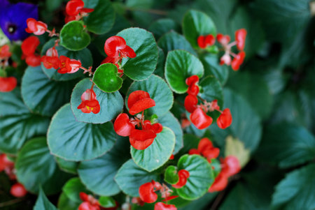 Red begonia flowers with green leaves in the garden, stock photo