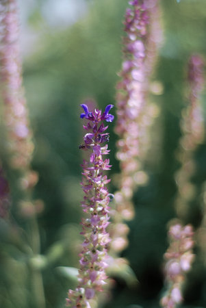 Salvia officinalis, Salvia officinalis, purple flowers