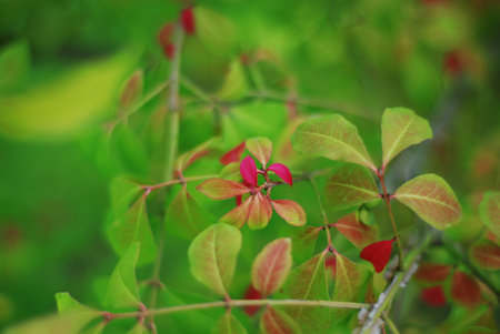 Branch of a tree with red leaves on a blurred background.