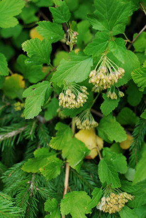 Viburnum opulus, evergreen shrub with yellow flowers and green leaves