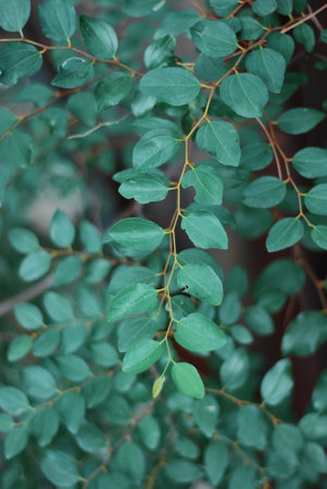 Green leaves of eucalyptus tree in garden, Thailand.
