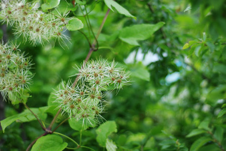Clematis paniculata, also known as the American Clematis.