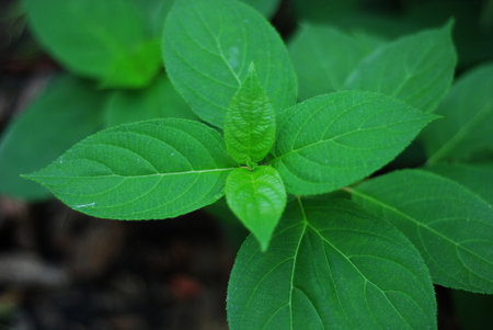 Green leaves of basil plant in the garden, closeup of photo