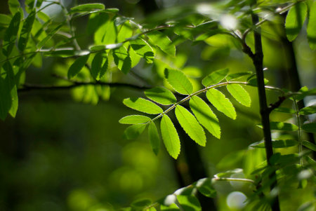 Green leaves in spring on a beautiful sunny morning. Bright leaves. High quality photoの写真素材
