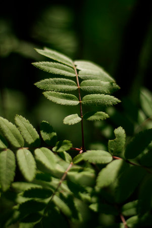 Green rowan leaf in the rays of sunlight, close-upの写真素材