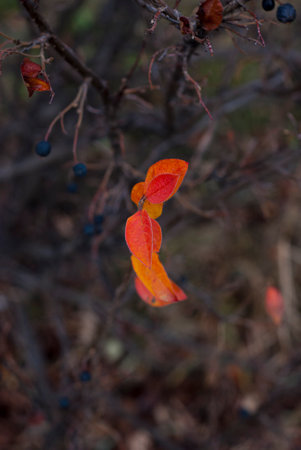 Autumn leaves on a bush in the forest. Selective focus.