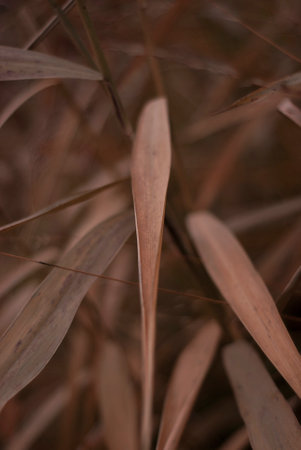 Dry leaves of a reed in the autumn forest. Macro