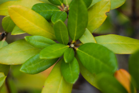 Green leaves of the Rhododendron plant in the garden.