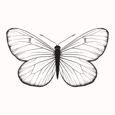 Hand drawn vector butterfly, isolated on whiteのイラスト素材