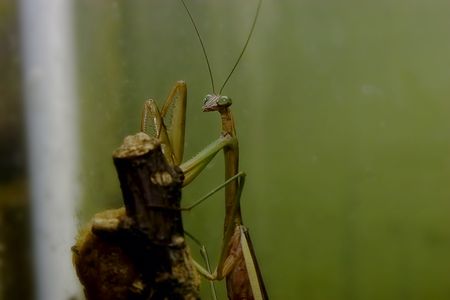 mantis lay an ambush
