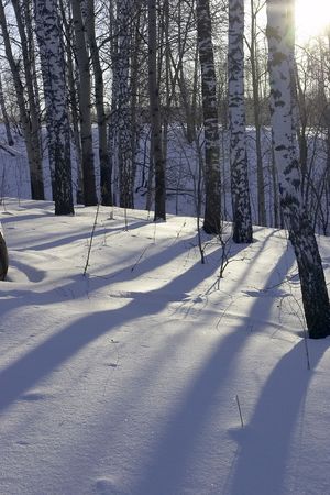 winter day in birch forestの写真素材