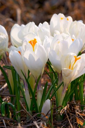 first spring flower. white snowdropの写真素材