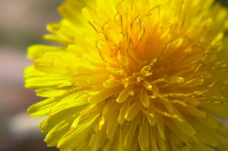 Background - dandelion flower - extreme close up