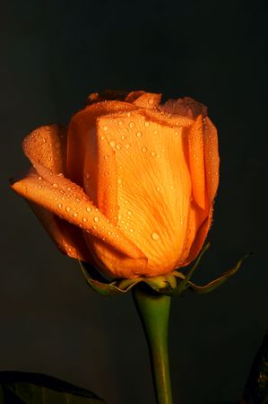 creame rose with water drops isolated on black backgroundの写真素材