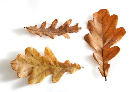 three autumn colored oak's leaves isolated on whiteの写真素材