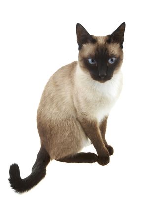 Siamese cat isolated on the white backgroundの写真素材