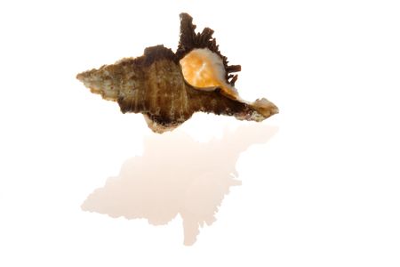one shell isolated on the white background
