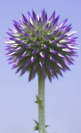 close up of spherical prickle blue flower on sky background