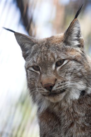 Siberian lynx kitten pays no attention for a photographer