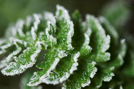close up photo of green leaf with white ice crystalの写真素材