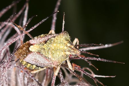 close up photo of chinch in the morning dew 