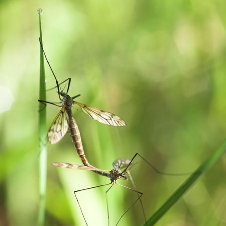 couple gnats on the green leaf with water dropの写真素材