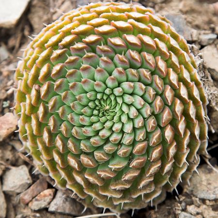 plant background - close up photo of houseleek on the rocksの写真素材