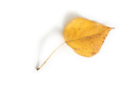 one autumn colored poplar's leaf isolated on whiteの写真素材