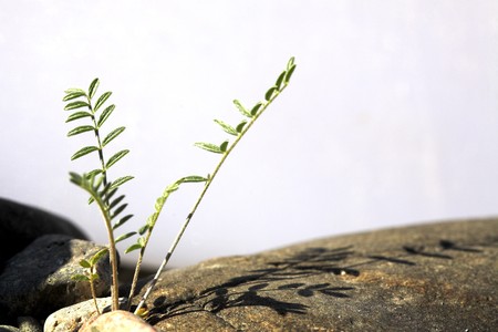 Small green plant growing through the stonesの写真素材